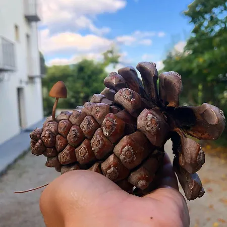 Iradas Lanusei