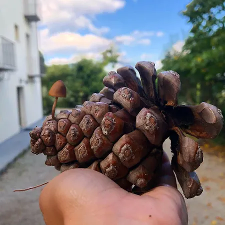 Iradas Lanusei